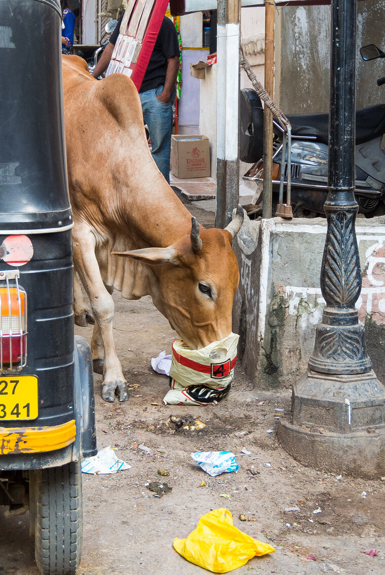 India 2014 - Udaipur 026.jpg